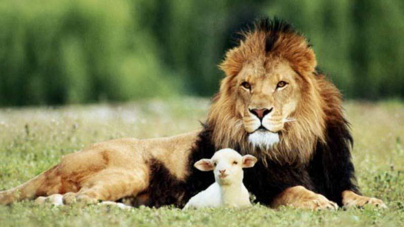 The Lion and The Lamb